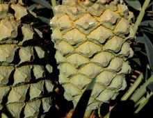 Pollinating your encephalartos cone