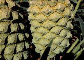 Encephalartos arenarius (female)