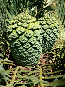 E. dolomiticus female cones