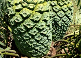 dolomiticus female cones