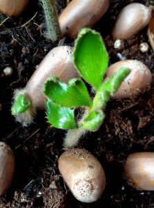 E. heenanii 'Mutant' seedling