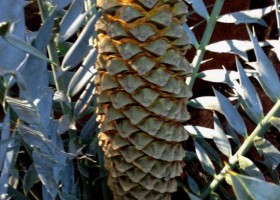 Encephalartos horridus (male)