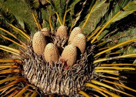 Encephalartos laevifolius ‘Mariepskop’ (male)