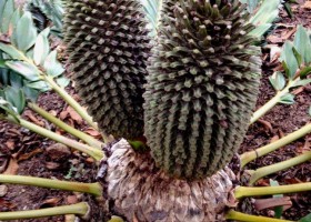 Encephalartos latifrons (male)