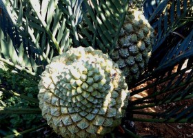 Encephalartos princeps (female)