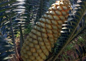 Encephalartos sclavoi (female)