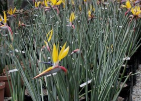 Strelitzia ‘Golden Delight’