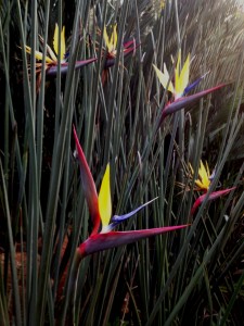 Strelitzia 'Golden Delight'