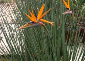 Strelitzia juncea