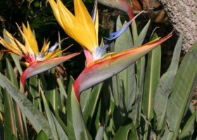 Strelitzia reginae ‘Mandelas Gold’